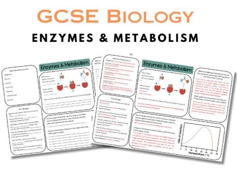 GCSE Biology Worksheet Enzymes & Metabolism | Teaching Resources