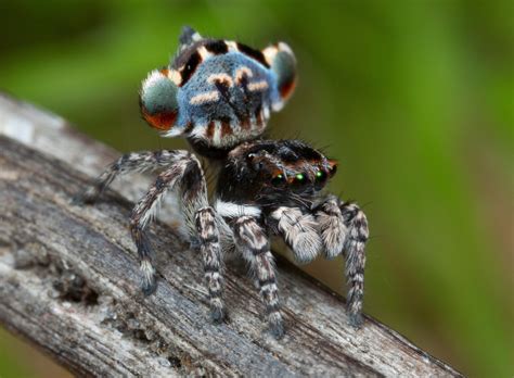 7 new peacock spiders are tiny, shiny and spectacularly colourful | CBC News