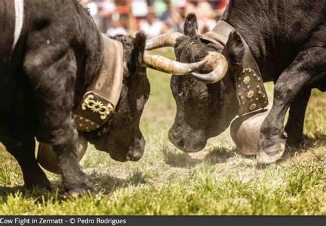 Visit the Cow Fighting Festival in Zermatt Switzerland