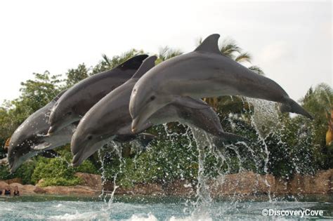 Swim with dolphins at SeaWorld's Discovery Cove - AllEars.Net