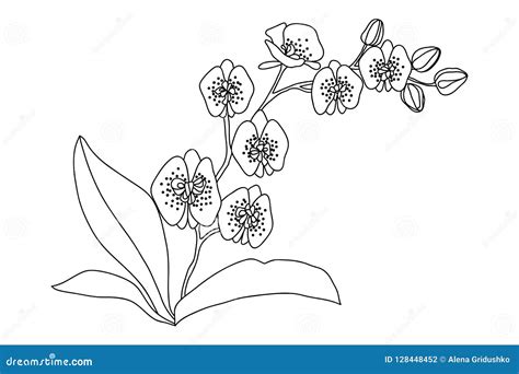 love orchid flower: White Orchid Flower Drawing