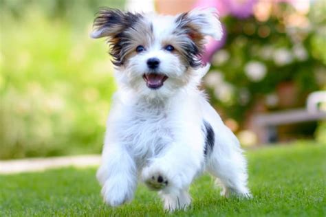 15 Cute Dog Breeds That Stay Small Forever | Austin vets