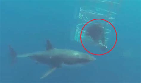Viral video: Great white shark attacks another shark next to diver's underwater cage | Travel ...
