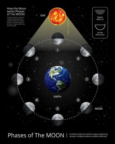 Movements of the Moon Phases Realistic Vector Illustration 538243 ...