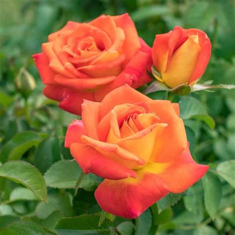 Spring Hill Nurseries Burst of Joy Floribunda Rose, Dormant Bare Root ...