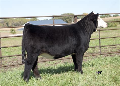 Windy Ridge Simmentals & Triple J Show Cattle | The Pulse