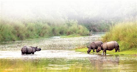 "Bardia National Park Jungle Safari: Unveiling the Marvels of Nepal's ...