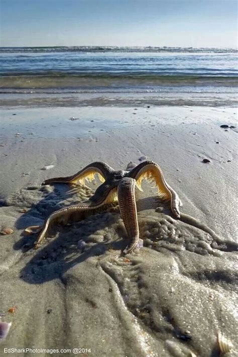 Starfish walking back to the water : pics