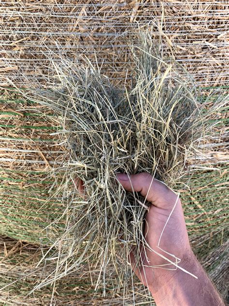 H302 | Coastal Bermudagrass 4x5 Round Bales - Southeast Hay