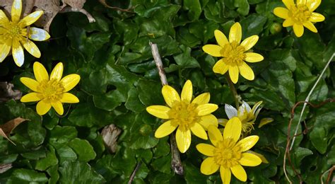 Lesser Celandine - Watching for WildflowersWatching for Wildflowers