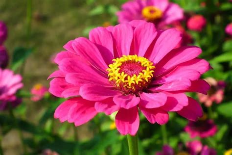 Zinnia Flower: Meaning, Symbolism, and Colors | Pansy Maiden