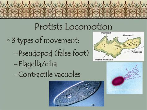 PPT - 6 Kingdoms of Life PowerPoint Presentation - ID:410266