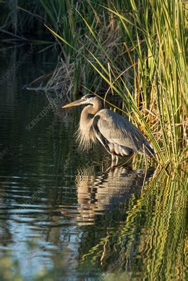 Great blue heron in breeding plumage - Stock Image - C056/3769 ...