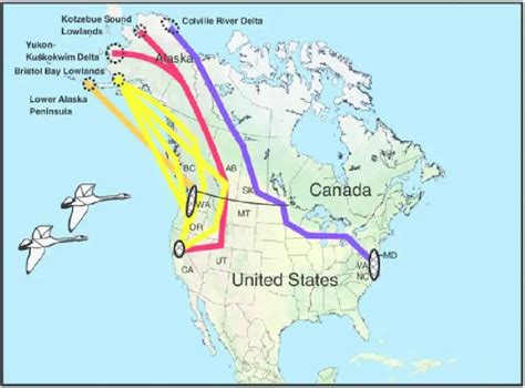 Where Do Swans Go in the Winter? Migration Guide of Most Common Swans