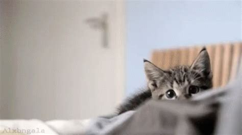 Funny Cat GIF - Funny Cat Pussy - Discover & Share GIFs