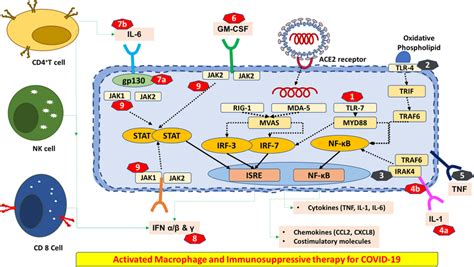 Targeted immunosuppressive therapy for COVID-19: Macrophages play a... | Download Scientific Diagram