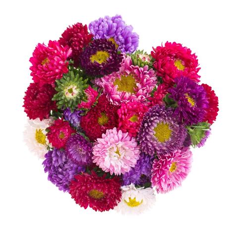 Bouquet of aster flowers | Stock Photo | Colourbox