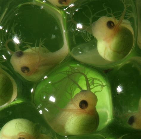 Frog Eggs Hatch Early to Escape Predators | Discover Magazine