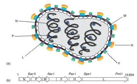 Measles Virus - Structure, Genome, Replication, Pathogenesis - Biology ...