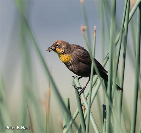 Yellow-headed Blackbird | Audubon Field Guide