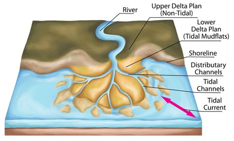 Deltas And Distributaries