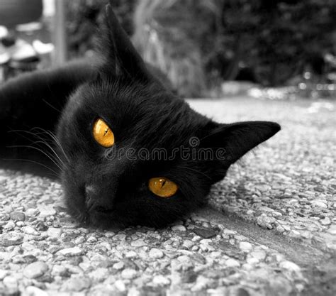 Cat with golden eyes stock photo. Image of eyes, curious - 5127214