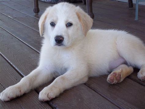 Sierra the Pyrador (lab/Great Pyrenees mix) Fluffy Puppies, Cute Puppies, Kuvasz, Lab Puppy ...