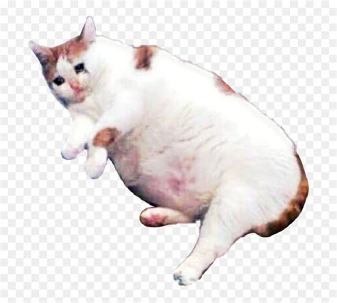 Sad Cat Png - Sad Cat Meme Transparent, Png Download - vhv