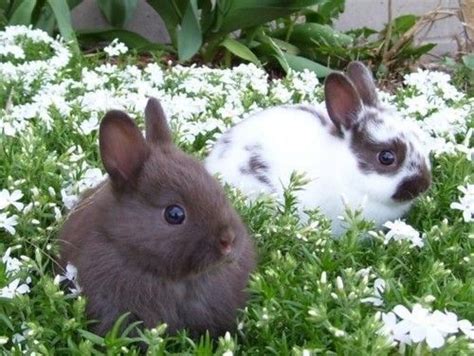 Fat Rabbits!