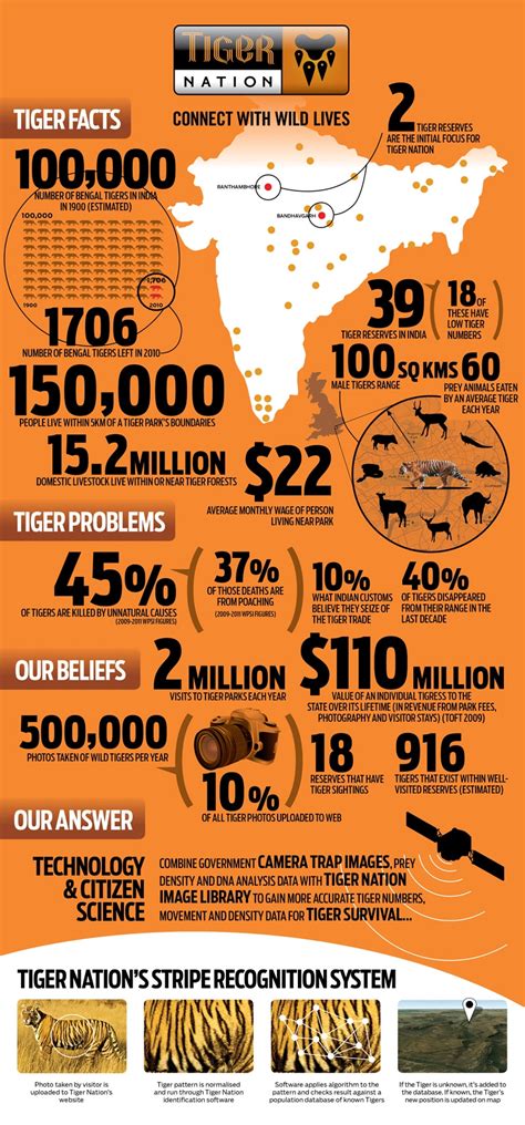 21 Important Tiger Poaching Statistics - BrandonGaille.com