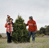 Sedona Eye » National Forest Christmas Tree Cutting Permits Available