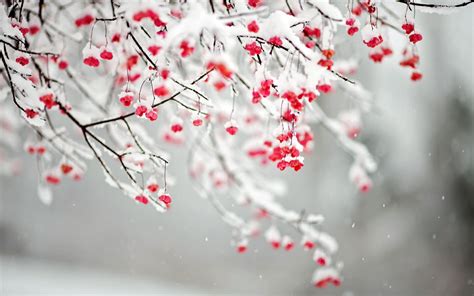 Trees That Bloom In Winter | Reliable Tree Care