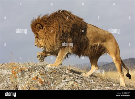 Barbary Lion Stock Photo: 20328134 - Alamy