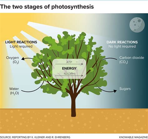The two stages of photosynthesis | Free educational graphi… | Flickr