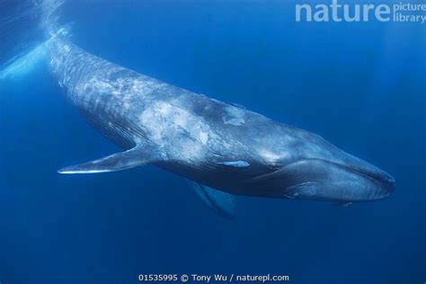 Nature Picture Library Pygmy blue whale (Balaenoptera musculus brevicauda) swimming in blue ...