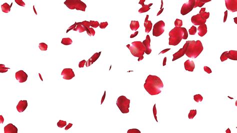 Rose Petals PNG File - PNG Mart