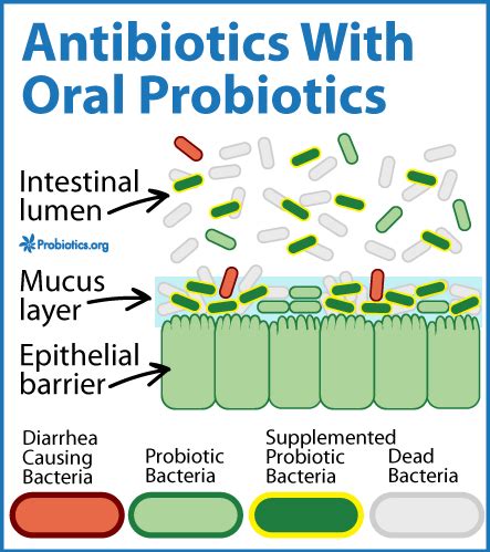 Take Probiotics While on Antibiotics? I always do. — Probiotics.org