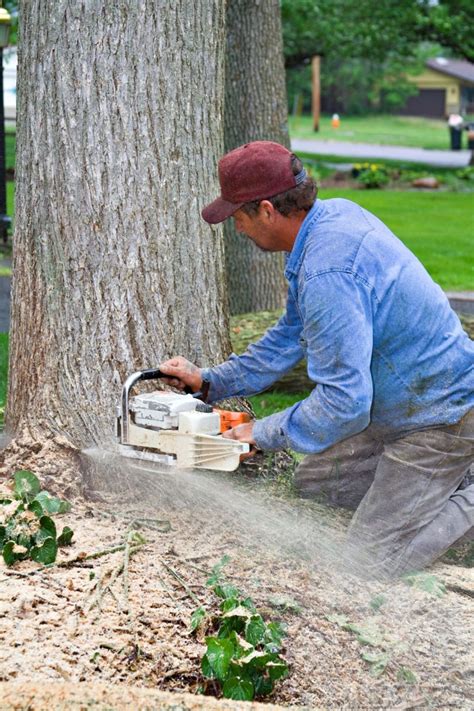 Potential Reasons to Use Stump Grinding Services in Arlington – The Articles Hub Online