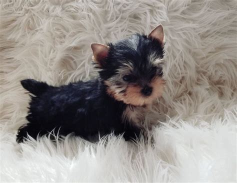 Teacup Yorkie for Sale in Tampa FL | Yorkie Puppies For Sale In Florida ...