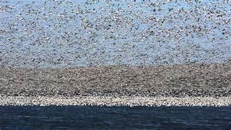 Snow Goose Migration - YouTube