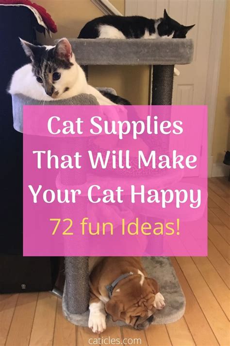 Cat Enrichment DIY | 70+ Indoor Cat Happiness Ideas | Cat supplies, Indoor cat, Cats