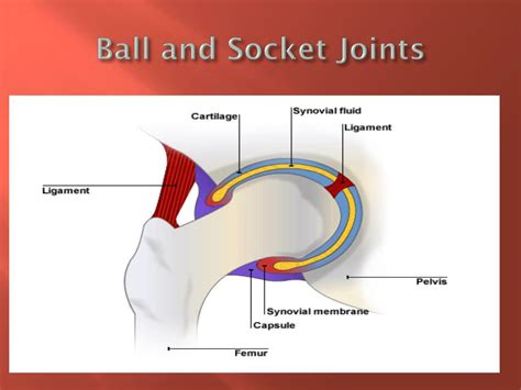 PPT - Major organ systems PowerPoint Presentation, free download - ID:2109178