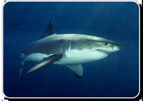 Black And White Sharks - Interesting Facts