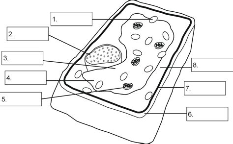 Biologycorner.com Animal Cell Coloring Key : Plant and Animal Cell Coloring Worksheets Animal ...