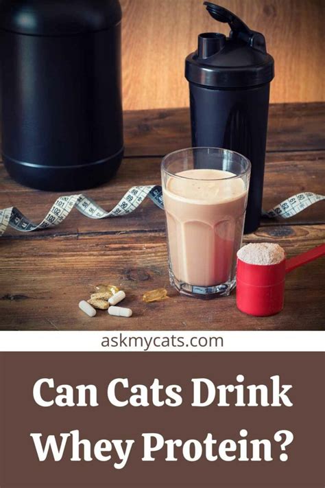 Ensure For Cats! Follow These Must Know Tips!