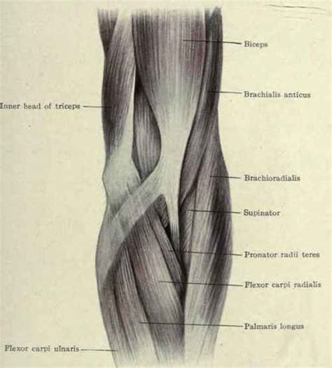 Muscles Of The Elbow