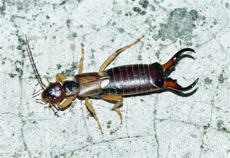 How to Get Rid of Earwigs - Recommended Tips