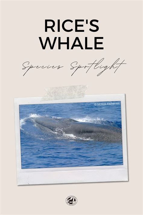 Species Spotlight: Rice's Whale | Species, Whale, Endangered