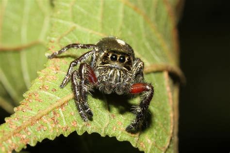 Salticidae sp. ♀ (Jumping Spider) - Singapore | Pasir Ris Pa… | Flickr