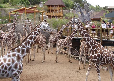 26+ Petting Zoo Colorado Springs - FinlaGallino